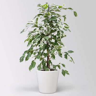 Birkenfeige 'Twilight' in Keramiktopf Dallas, Topf-Ø 17 cm, Höhe ca. 70 cm