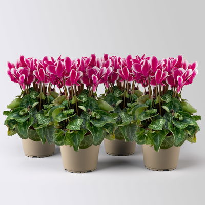 Alpenveilchen 'Exclusive® Odora' lila-weiß, duftend, Topf-Ø 10,5 cm, 4 Stück