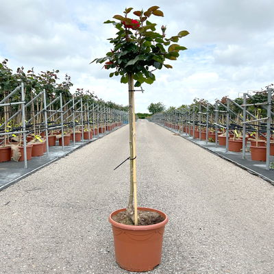 Stammrose 'Kompass'®, Beetrose, rot, Stammhöhe 60 cm im 7,5 Liter Topf