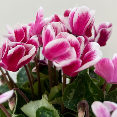 Alpenveilchen 'Exclusive® Odora' lila-weiß, duftend, Topf-Ø 10,5 cm, 4 Stück