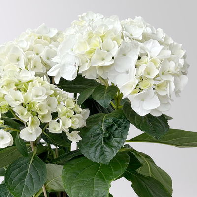 Hortensie Hovaria® 'Holibel' weiß, Topf-Ø 14 cm, Höhe ca. 40 cm