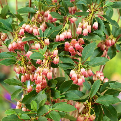 Prachtglocke, 4er-Set, Höhe 40-60 cm, Topf 5 Liter