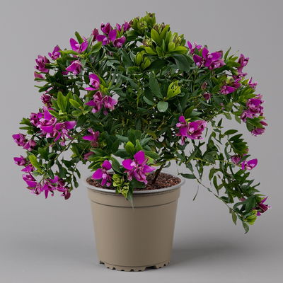 Kreuzblume, rosa-violett, Höhe ca. 40 cm, Topf-Ø 17 cm