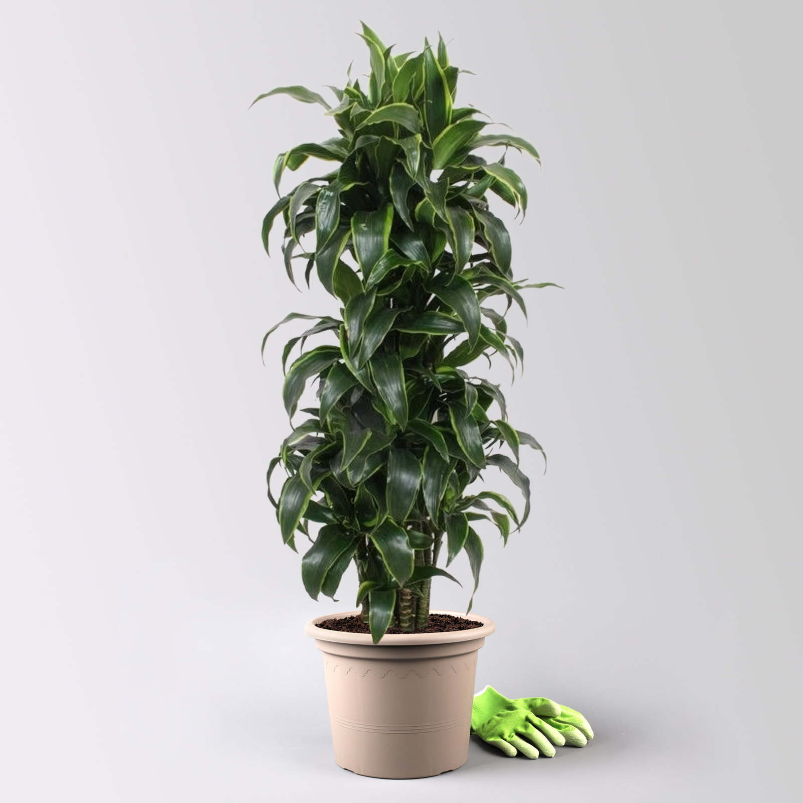 Drachenbaum 'Dorado', Topf-Ø 30 cm, Höhe ca. 140 cm