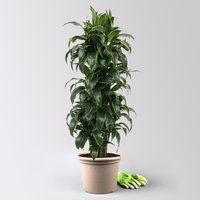 Drachenbaum 'Dorado', Topf-Ø 30 cm, Höhe ca. 140 cm