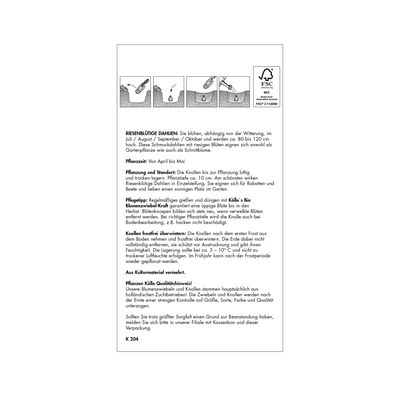 Riesen-Schmuck-Dahlie 'Fleurel' weiß, 1 Blumenknolle