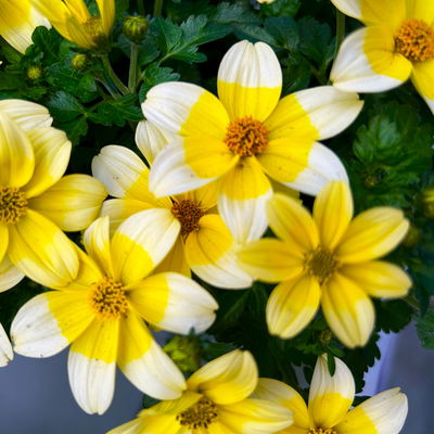 Goldmarie'Yellow Splash Imp.®' gelb, Topf-Ø 12 cm, 6 Pflanzen Goldmarie'Yellow Splash Imp.®' gelb, Topf-Ø 12 cm, 6 Pflanzen