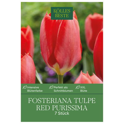 Kölles Beste Tulpe 'Red Purissima®', rot