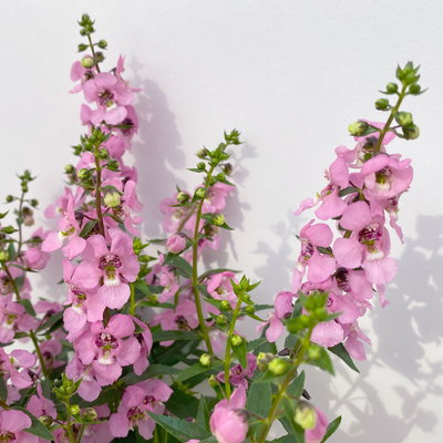 Angelonia rosa, Topf-Ø 12 cm, 6er-Set