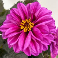 Dahlie 'Hypnotica' Farben zufällig, dunkellaubig, Topf-Ø 19 cm, 2er-Set