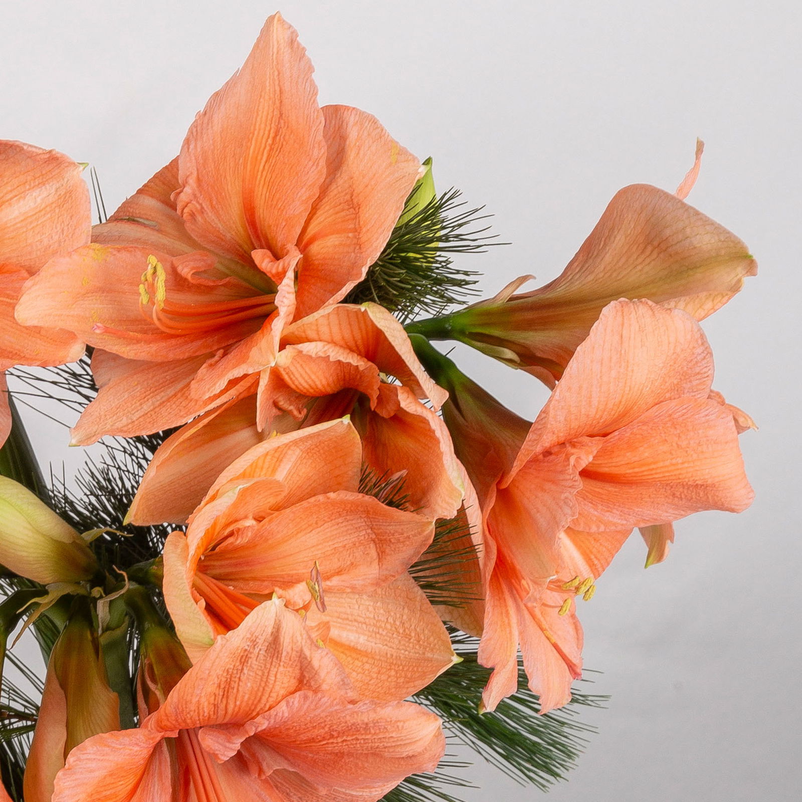 Schnittblumen-Mix aus 3 lachsfarbenen Amaryllis & 3 Seidenkiefer