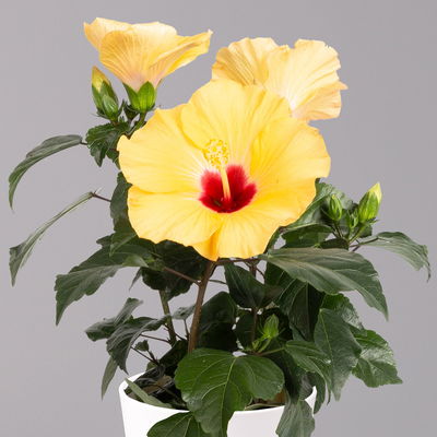 Hibiskus, gelb, mit Keramiktopf Dallas weiß, Topf-Ø 13 cm, 2 Pflanzen