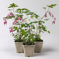 Bio Tränendes Herz rosa, Topf-Ø 11 cm, 3er-Set