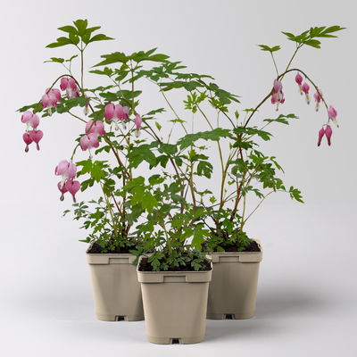 Bio Tränendes Herz rosa, Topf 11x11 cm, 3 Pflanzen Bio Tränendes Herz rosa, Topf 11x11 cm, 3 Pflanzen