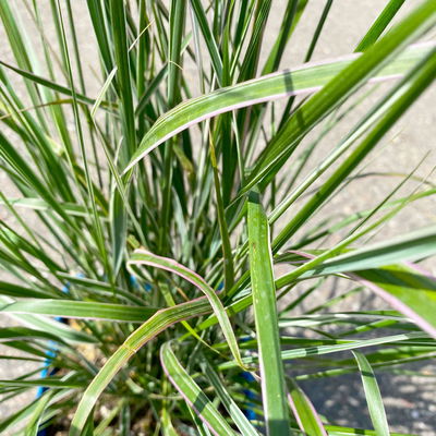 Bio Reitgras 'Karl Foerster', Topf 5 Liter Bio Reitgras 'Karl Foerster', Topf 5 Liter