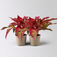 Aglaonema 'Crete Flame', rot-grün, Topf-Ø 12 cm, Höhe ca. 35 cm, 2 Pflanzen