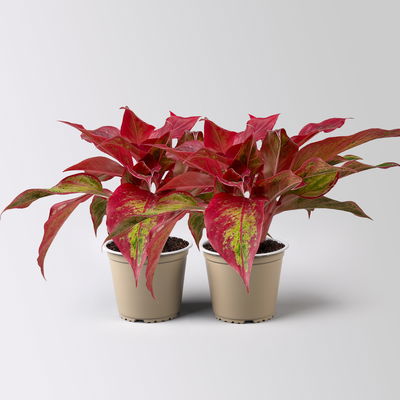 Aglaonema 'Crete Flame', rot-grün, Topf-Ø 12 cm, Höhe ca. 35 cm, 2 Pflanzen