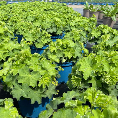 Frauenmantel, gelb-grün, Topf 3 Liter Frauenmantel, gelb-grün, Topf 3 Liter