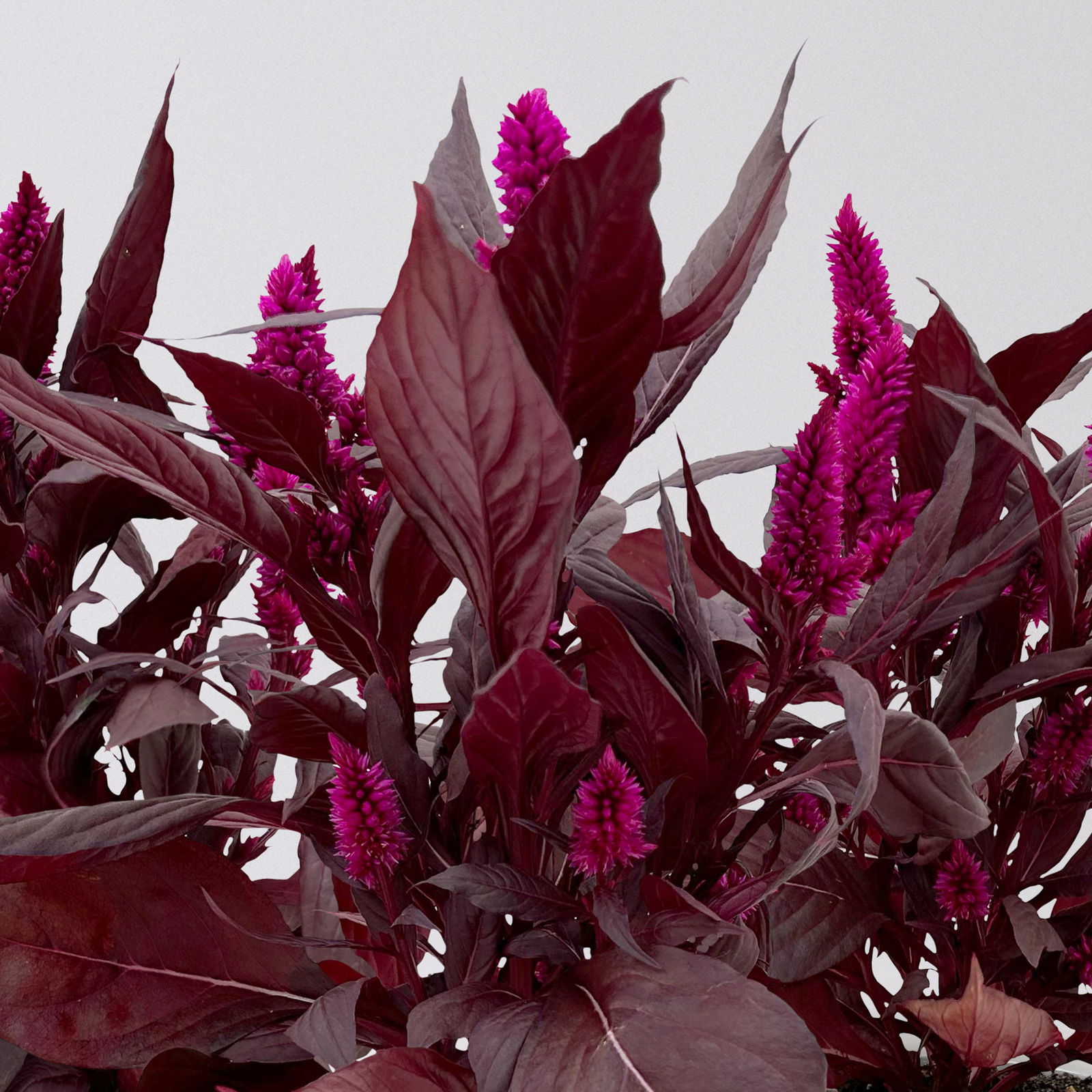 Celosia 'Mystic Shades' pink, Topf-Ø 12 cm, 3er-Set