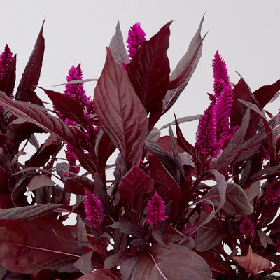 Celosia 'Mystic Shades', pink, Topf-Ø 12 cm, 3 Pflanzen