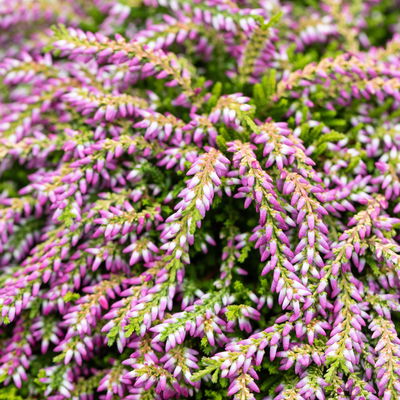 Calluna hängend, rosa, grünlaubig, Topf-Ø 12 cm, 3 Pflanzen Calluna hängend, rosa, grünlaubig, Topf-Ø 12 cm, 3 Pflanzen