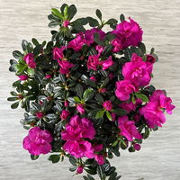 Azalee Hortinno® 'Lady Violet®' lila, Topf-Ø 13 cm, Höhe ca. 25 cm, 2 Pflanzen