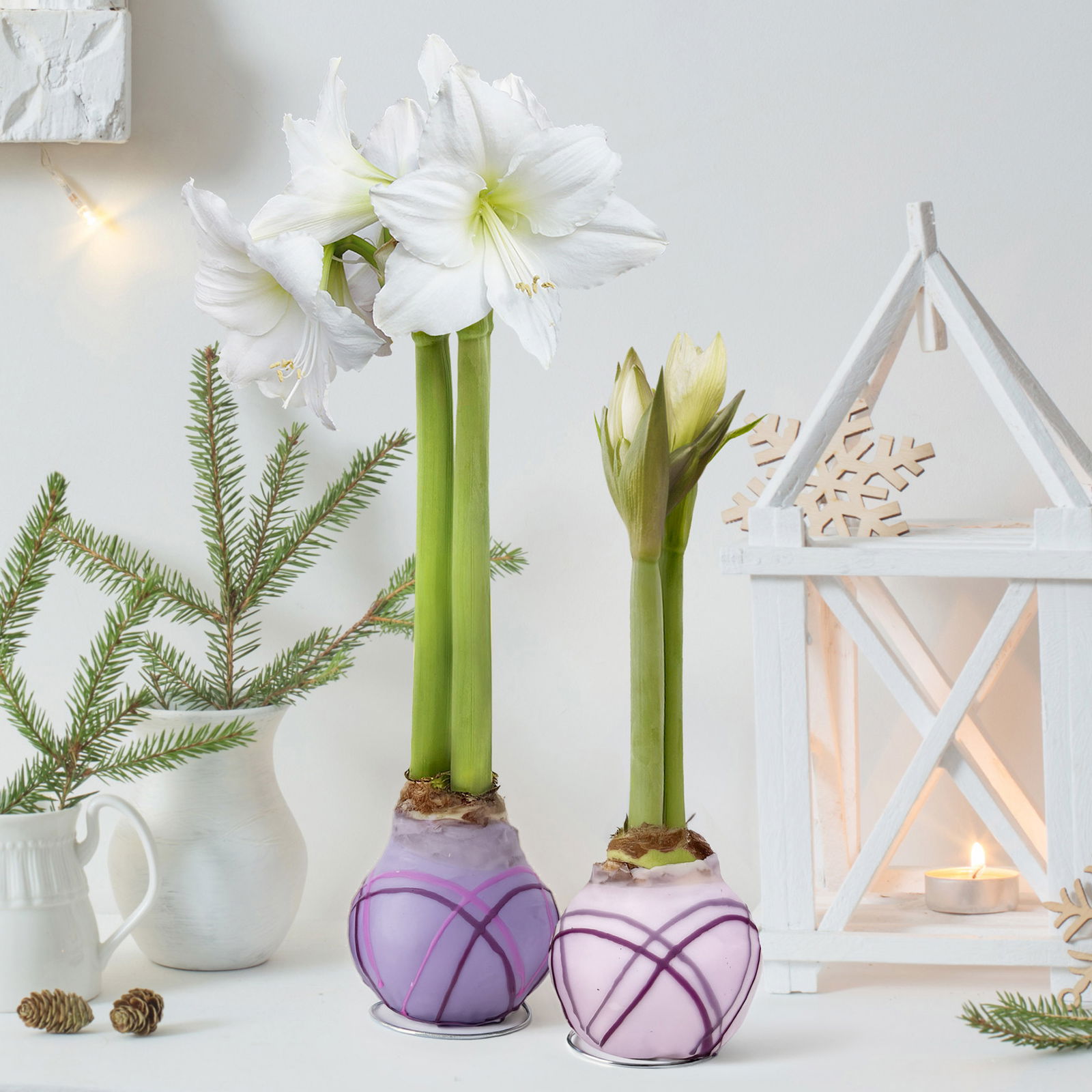 Amaryllis in Wachs, Dekor 'Purple', Farbe zufällig, Blüte weiß, 2 Pflanzen