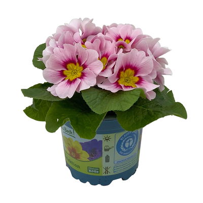 Primel 'Apfelblüte', rosa mit Auge, Topf-Ø 11 cm, 8 Pflanzen
