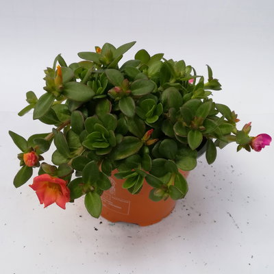 Portulakröschen 'Trio', dreifarbig, Topf-Ø 14 cm, 4 Pflanzen Portulakröschen 'Trio', dreifarbig, Topf-Ø 14 cm, 4 Pflanzen