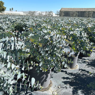 Eukalyptus 'Silver Dollar', Topf-Ø 27 cm