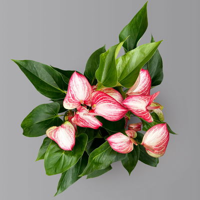 Flamingoblume 'Livium Red' rot-weiß gestreift, Topf-Ø 21 cm