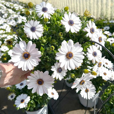 Kapkörbchen, Farbe zufällig, Topf-Ø 14 cm, 4 Pflanzen Kapkörbchen, Farbe zufällig, Topf-Ø 14 cm, 4 Pflanzen