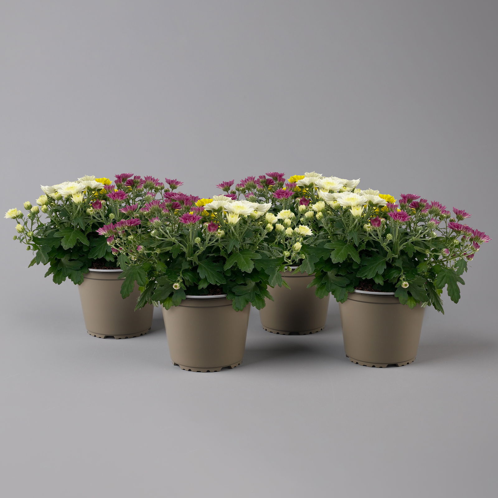 Chrysanthemen 'Trio', gelb-weiß-lila, Busch, Topf-Ø 14 cm, 4er-Set