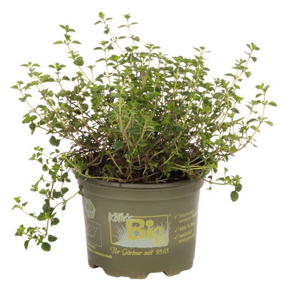 Bio Taborthymian, Topf-Ø 12cm Bio Taborthymian, Topf-Ø 12cm