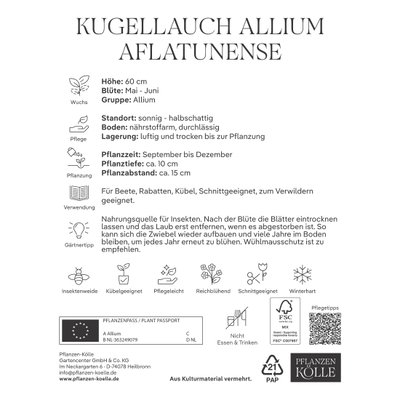 Iranlauch Allium Aflatunense, 15 Blumenzwiebeln Iranlauch Allium Aflatunense, 15 Blumenzwiebeln