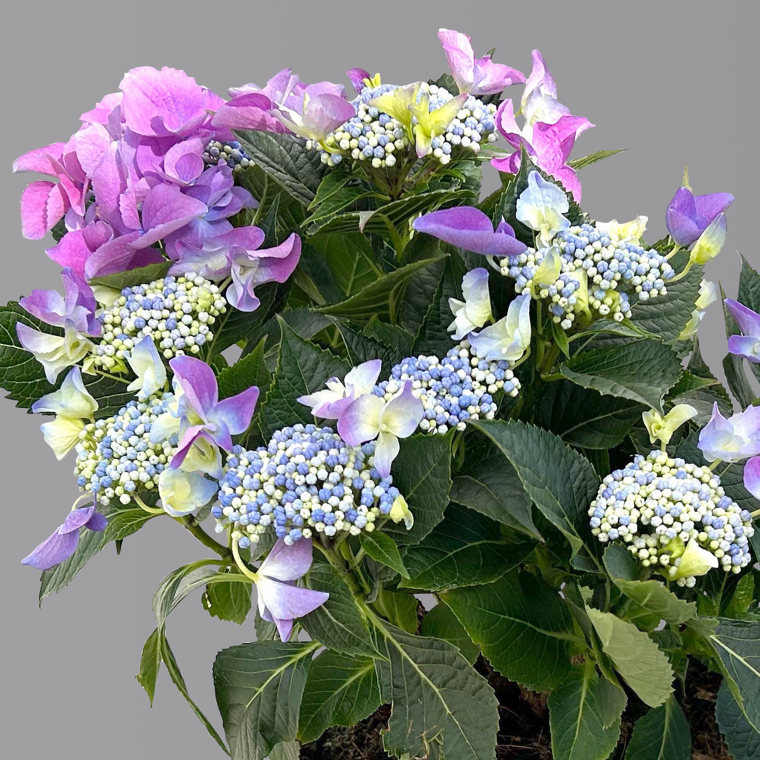 Kölle Tellerhortensie, Hydrangea macropylla, blau, im 5 lt. Topf