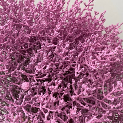 Calocephalus, rosa gefärbt, Topf-Ø 12 cm, 6 Pflanzen Calocephalus, rosa gefärbt, Topf-Ø 12 cm, 6 Pflanzen