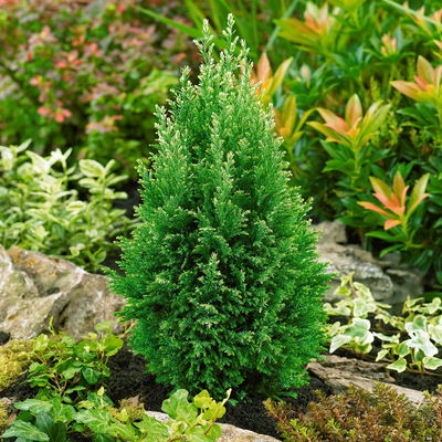 Kegelzypresse 'Snow White'®, Topf-Ø 9 cm, 8 Pflanzen Kegelzypresse 'Snow White'®, Topf-Ø 9 cm, 8 Pflanzen