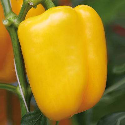Block-Paprikapflanze 'Beluga® Yellow' gelb, Topf-Ø 10,5 cm, 6er-Set