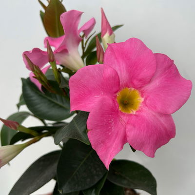 Dipladenie 'Qdeville®', rosa, buschartig, Topf-Ø 12 cm, 3 Pflanzen