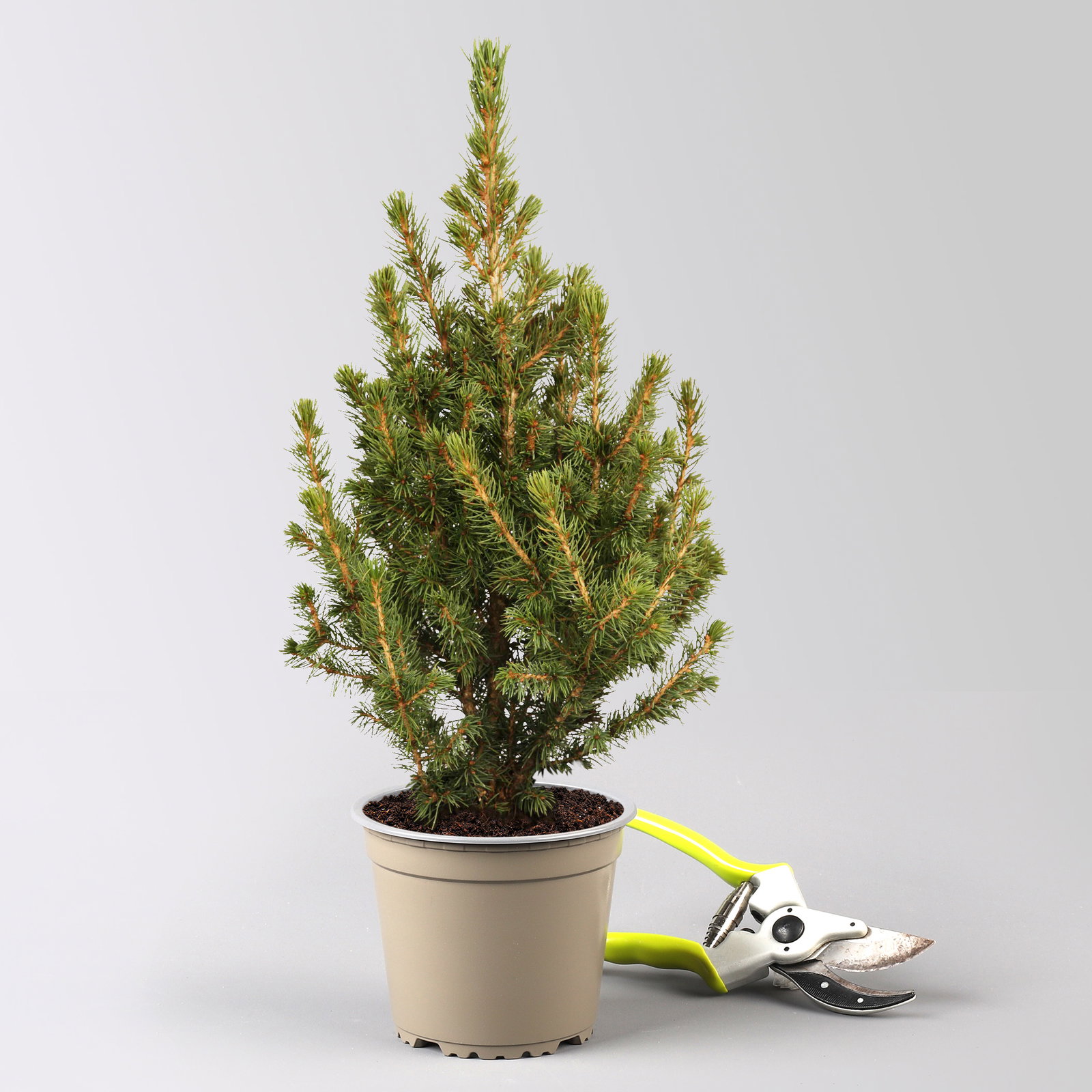 Zuckerhutfichte, Picea glauca 'Conica', Topf 4 L. Zuckerhutfichte, Picea glauca 'Conica', Topf 4 L.