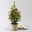 Zuckerhutfichte, Picea glauca 'Perfecta', Topf 5 Liter