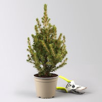 Zuckerhutfichte, Picea glauca 'Conica', Topf 4 L. Zuckerhutfichte, Picea glauca 'Conica', Topf 4 L.
