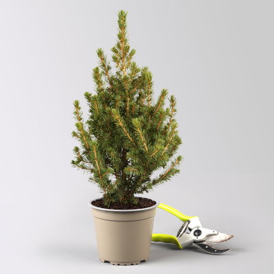 Zuckerhutfichte, Picea glauca 'Conica', Topf 4 L. Zuckerhutfichte, Picea glauca 'Conica', Topf 4 L.