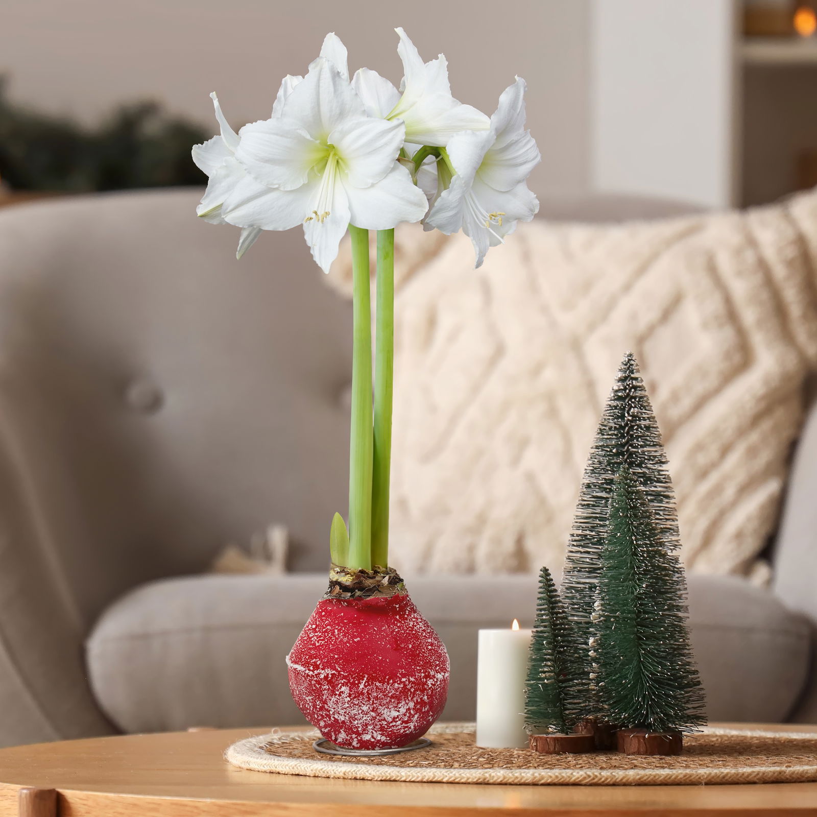 Amaryllis in Wachs, Dekor 'Red Mix' nach Verfügbarkeit, Blüte weiß