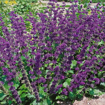 Bio Salvia verticillata 'Purple Rain' purpur-violett, Topf 11x11 cm, 3 Pflanzen Bio Salvia verticillata 'Purple Rain' purpur-violett, Topf 11x11 cm, 3 Pflanzen