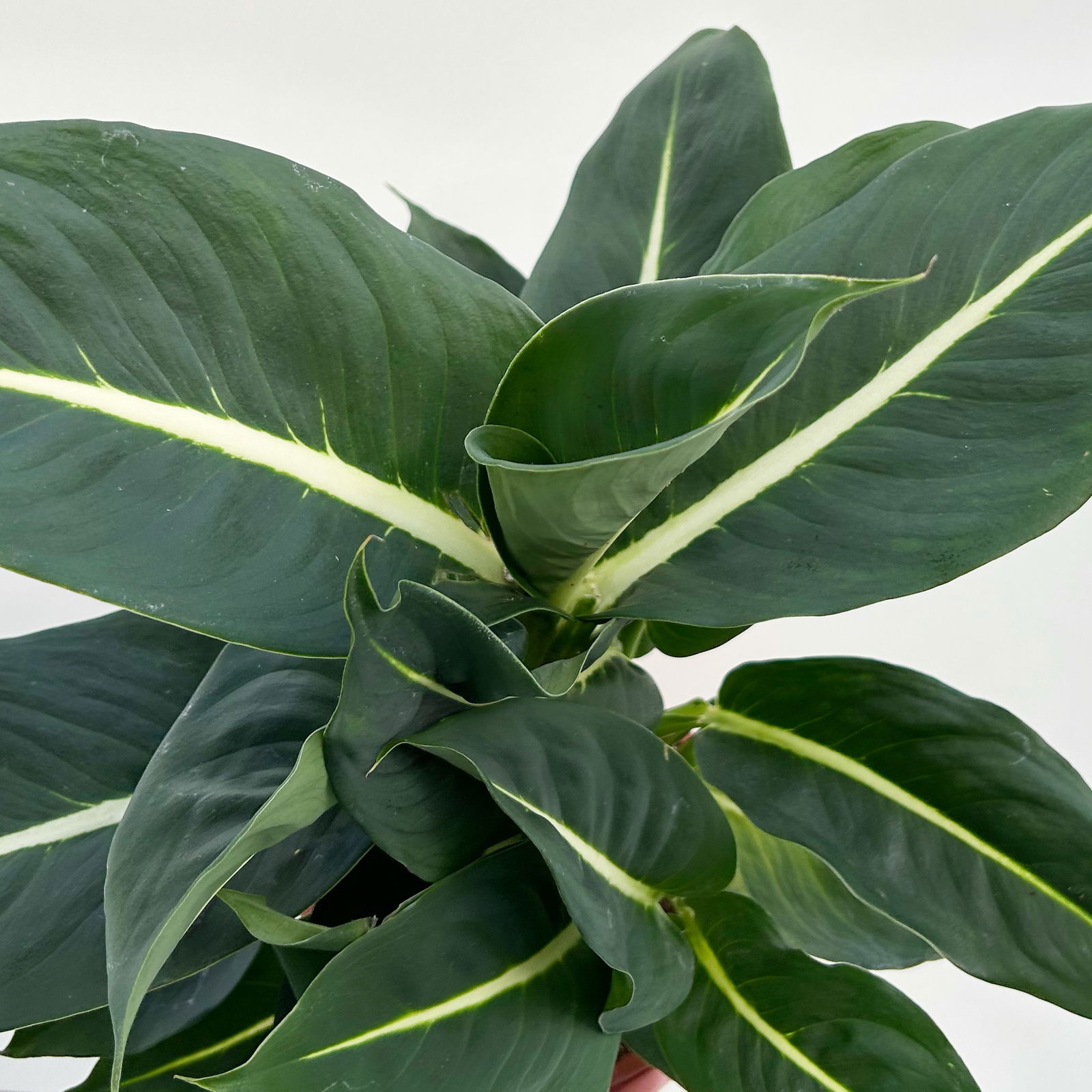 Dieffenbachie 'Green Magic', Topf-Ø 17cm, inkl. Übertopf Byron