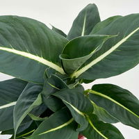 Dieffenbachie 'Green Magic', Topf-Ø 17cm, inkl. Übertopf Byron