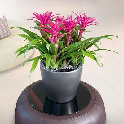 Lechuza 'Classico Premium LS 50', anthrazit, ca. Ø 50 x H 47 cm