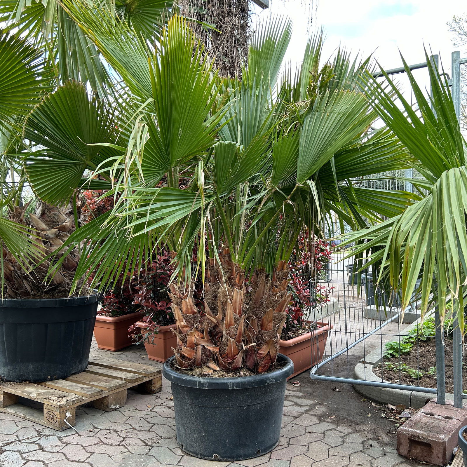 Washingtonia robusta, Multistamm, Topf 110-130 Liter, Höhe ca. 200 cm